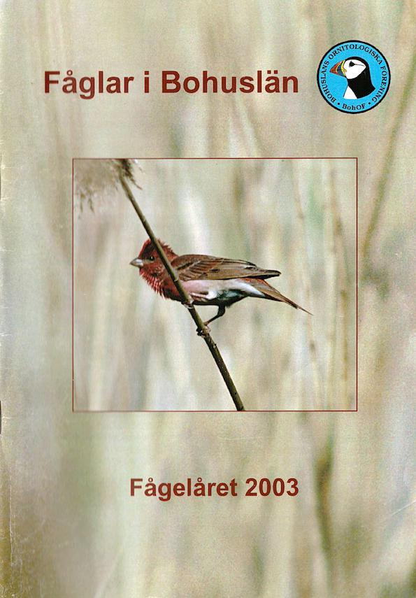 Fåglar i Bohuslän 2004 (Fågelåret 2003)