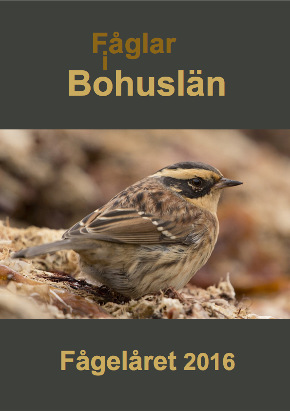 Fåglar i Bohuslän | 2017 (Fågelåret 2016)