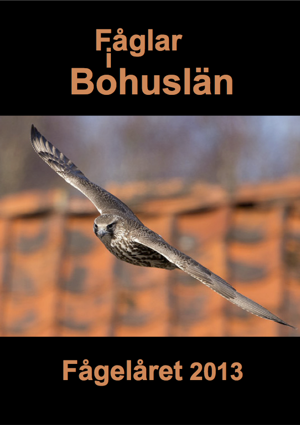 Fåglar i Bohuslän 2014 (Fågelåret 2013)