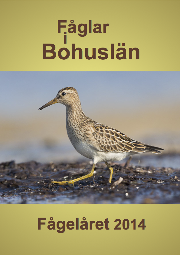 Fåglar i Bohuslän 2015 (Fågelåret 2014)