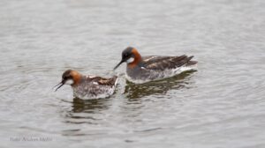 Foto: Anders Melin